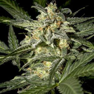 White Widow Auto Feminised Seeds - 5