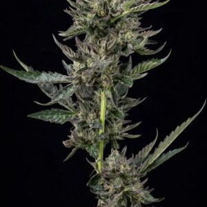 Notorious THC Feminised Seeds - 5