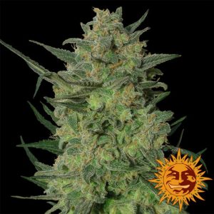 LSD Feminised Seeds - 1