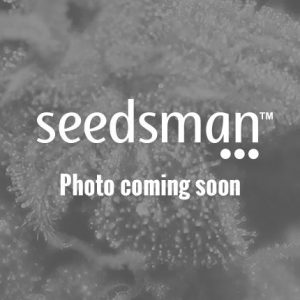 Power Plant Auto Feminised Seeds - 7