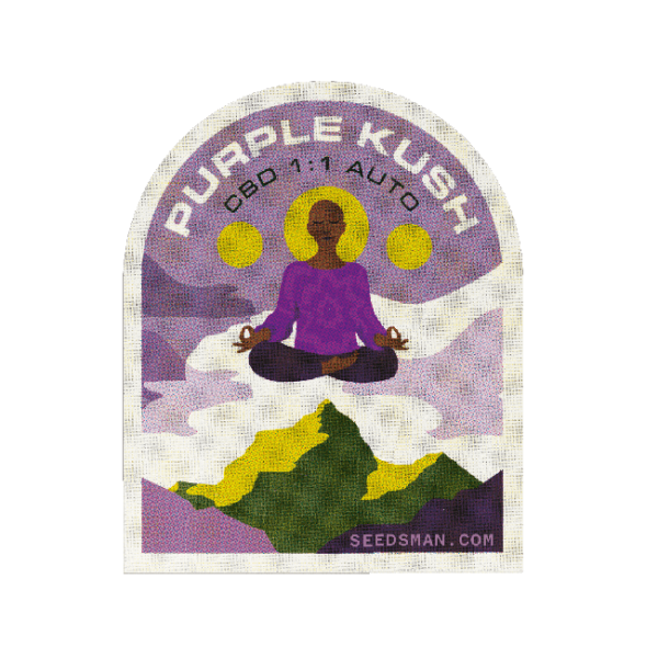 Purple Kush CBD Auto 1:1 Feminised Seeds - 5