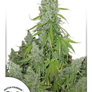 Ultimate Auto Feminised Seeds - 7