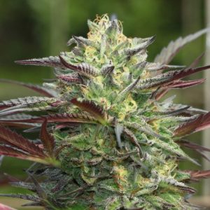 GS Cookies Feminised Seeds - 5