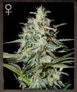 White Lemon Feminised Seeds - 5