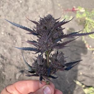 GMO Auto Feminised Seeds - 5