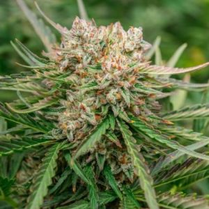 GMO OG Auto Feminised Seeds - 5