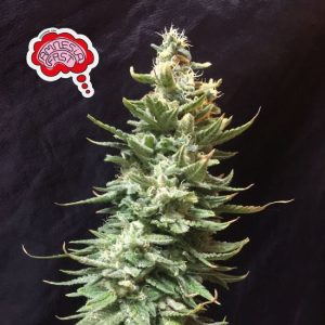 Amnesia FAST Feminised Seeds - 3