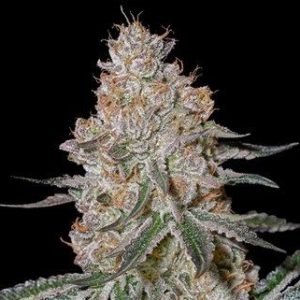 HighCloudZ Feminised Seeds - 5