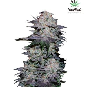 Blackberry Auto Feminised Seeds - 2