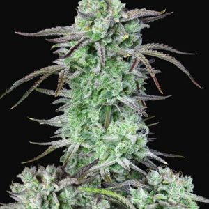 Strawberry Banana Auto Feminised Seeds - 2