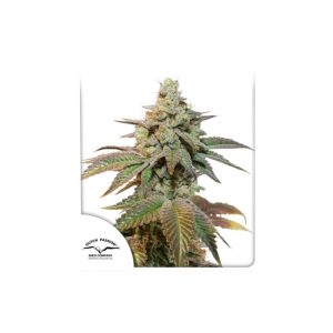 Kerosene Krash Auto Feminised Seeds - 7