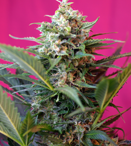 Big Devil XL Auto Feminised Seeds - 5