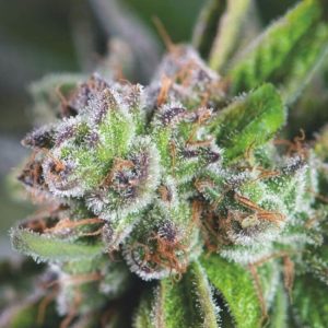 Watermelon Zkittlez Feminised Seeds - 5
