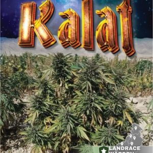 Kalat Regular Seeds - 10