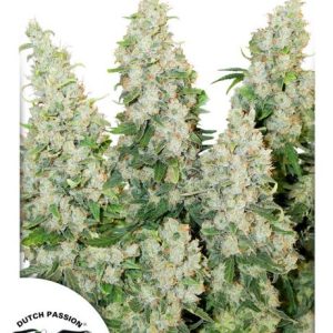 Think Different Auto Feminised Seeds - 7