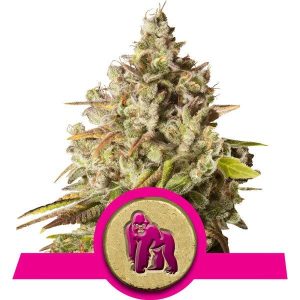 Royal Gorilla Feminised Seeds - 5
