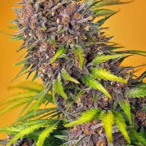 Diablo Rojo XL Auto Feminised Seeds - 5