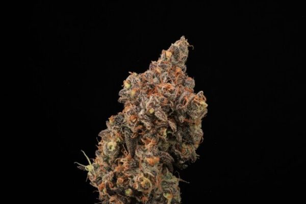Dirty Laundry FAST Feminised Seeds - 5+2