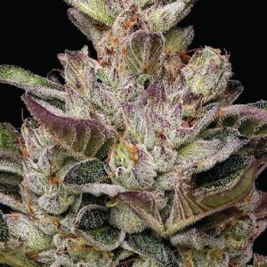 Donutz Feminised Seeds - 10