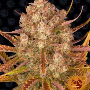 Dos Si Dos Auto Feminised Seeds - 10