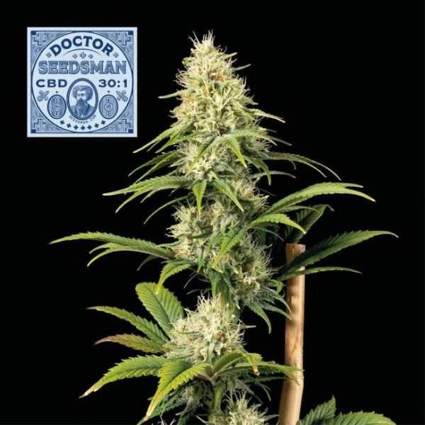 Doctor Seedsman CBD 30:1 Feminised Seeds - 3 Pack - Seedsman - Image 2