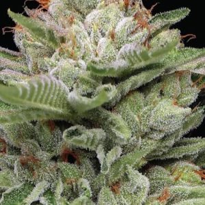 Durban Poison Auto Feminised Seeds - 10