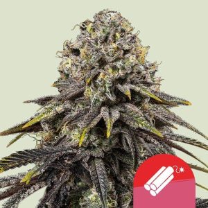 Dynamite Diesel Feminised Seeds - 10