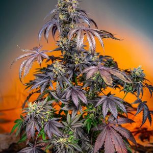 Red Gorilla Girl XL Auto Feminised Seeds - 5