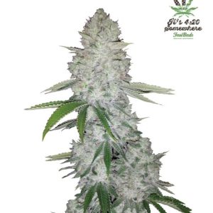 Glue Auto Feminised Seeds (formerly Gorilla Glue) - 2