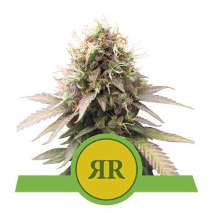 Royal Runtz Auto Feminised Seeds - 5
