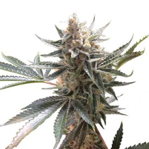 Tangie Regular Seeds - 13