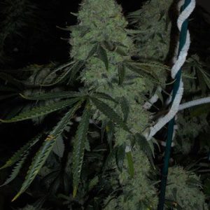 Deadhead OG Feminised Seeds - 6