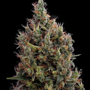 Big Bang AUTOFLOWERING Feminised Seeds - 5