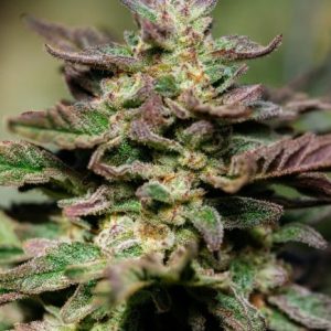 Dosidos FAST Feminised Seeds - 5
