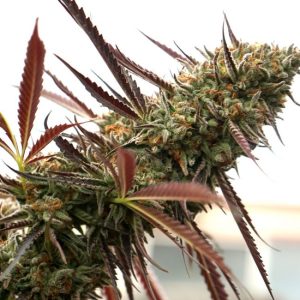 Ghost of NYC Feminised Seeds - 5