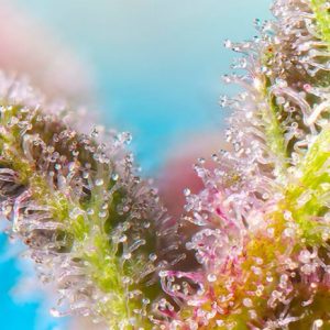 Purple Punch OG Feminised Seeds - 5