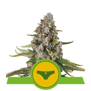 Sherbet Queen Auto Feminised Seeds - 5