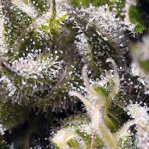 Cream Caramel Auto Feminised Seeds - 5