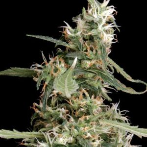 Arjan's Ultra Haze #1 Feminised Seeds - 3