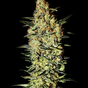 Neville's Haze Feminised Seeds - 5