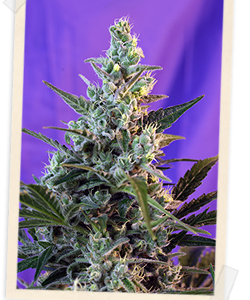 Sweet Skunk F1 FAST Version Feminised Seeds - 5