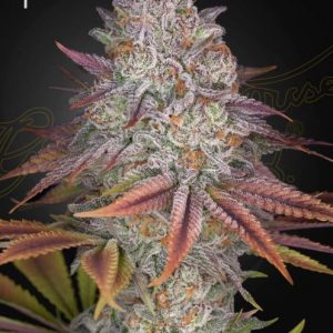 Pulp Friction Feminised Seeds - 3