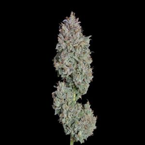 Easy Button Auto Feminised Seeds - 6