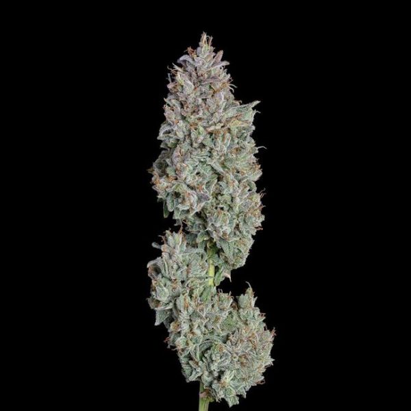 Easy Button Auto Feminised Seeds - 6