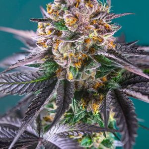 Red Strawberry Banana Auto Feminised Seeds - 5