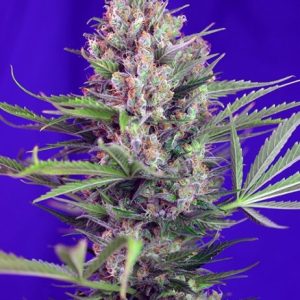 Cream Mandarine F1 FAST Version Feminised Seeds - 5
