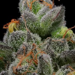 Caramel Cream Auto Feminised Seeds - 5