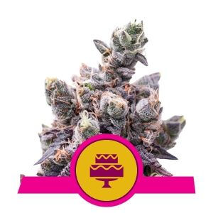Wedding Gelato Feminised Seeds - 5