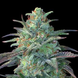 Eggnog OG  Feminised Seeds - 5