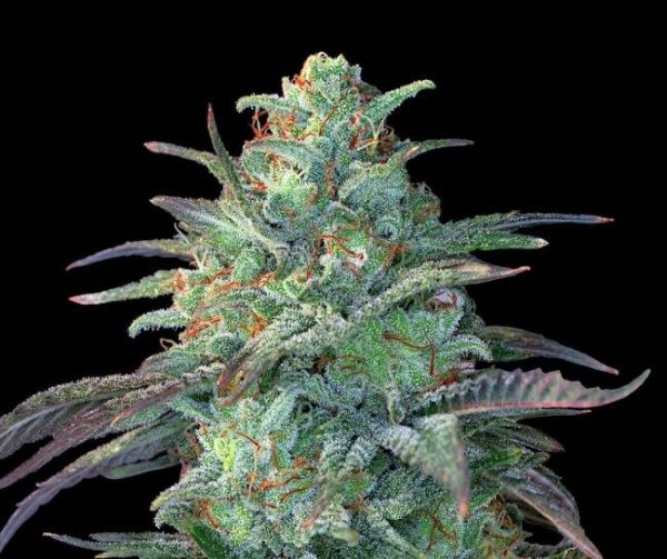 Eggnog OG  Feminised Seeds - 5